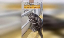 吃瓜少女猫娱乐,揭秘娱乐圈幕后故事